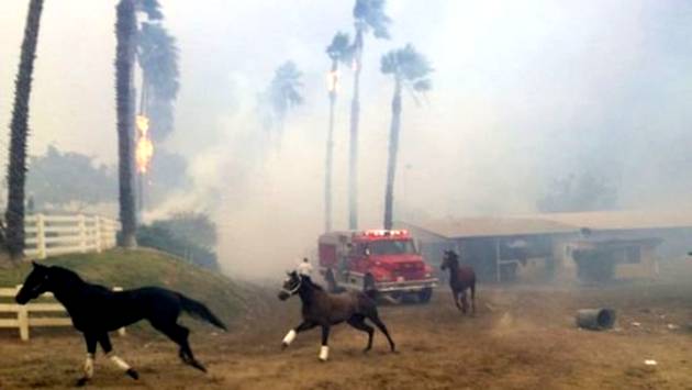 Пожары в Калифорнии: погибли десятки элитных лошадей