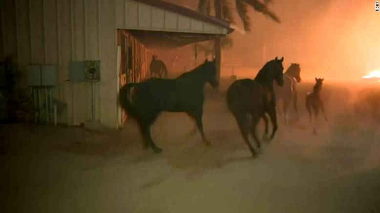 https://cdn.cnn.com/cnnnext/dam/assets/191012154313-horses-rescued-burning-ranch-trnd-exlarge-169.jpg