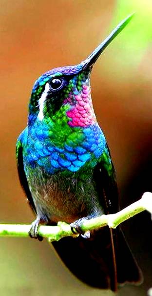 Ruby-throated hummingbird sitting still! Look at those colors and ...