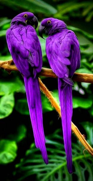 Birds in love | Beautiful birds, Birds, Pretty birds