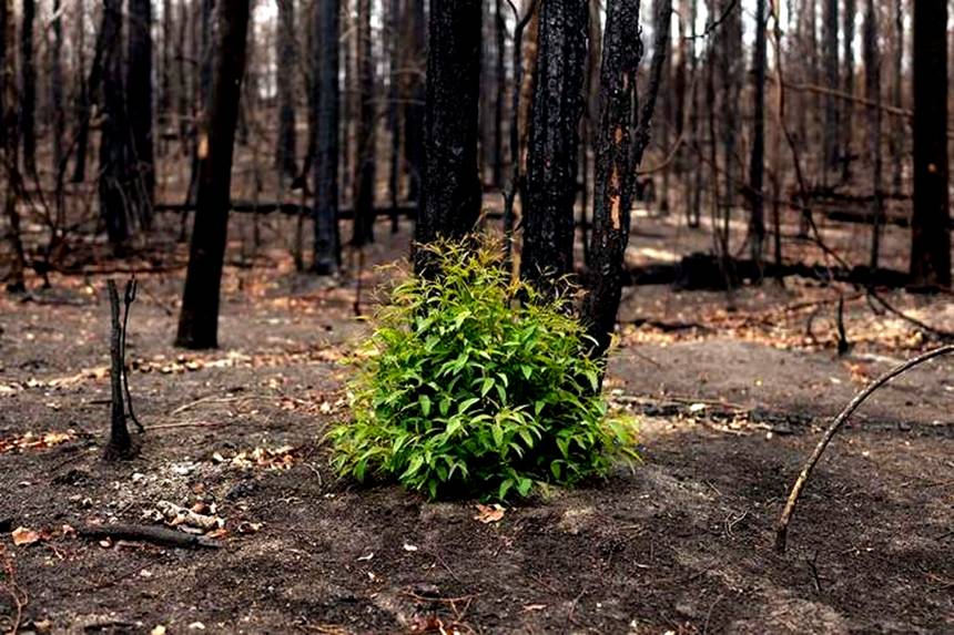 Через 57 дней после пожара в Австралии Фотография, Кусты, Австралия, Лесные пожары