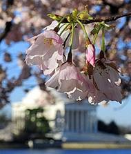 DC blooms : The Jefferson Memorial is seen amid blooming cherry ...