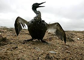 Птица на берегу Черного моря, покрытая мазутом