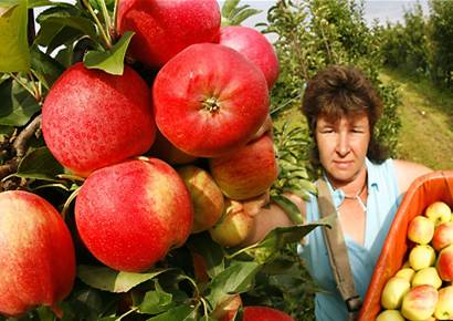 В Германии в этом году прекрасный урожай яблок