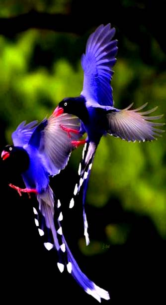 Exotic Birds Wallpaper for Android - APK Download