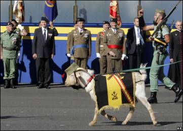 Четко чеканя шаг, мимо королевской трибуны проходит козел - талисман одного из испанских полков