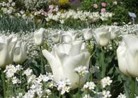 Tulips in white - Botanical garden - Munich by susannah78.